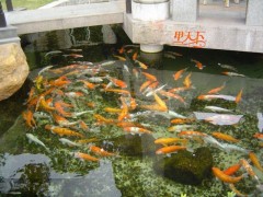 南京景觀魚(yú)池水專(zhuān)業(yè)凈化、處理！