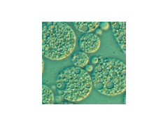 宜興賽爾生物提供無錫免疫佐劑，價