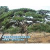 大量供應(yīng)苗木銷售，[青海宏博農(nóng)林]油松品種優(yōu)異